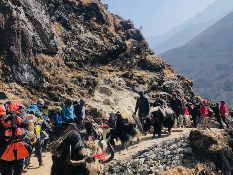 Yaks on the way to Everest Base Camp