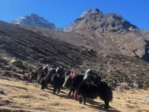 Yaks on the way to Gokyo