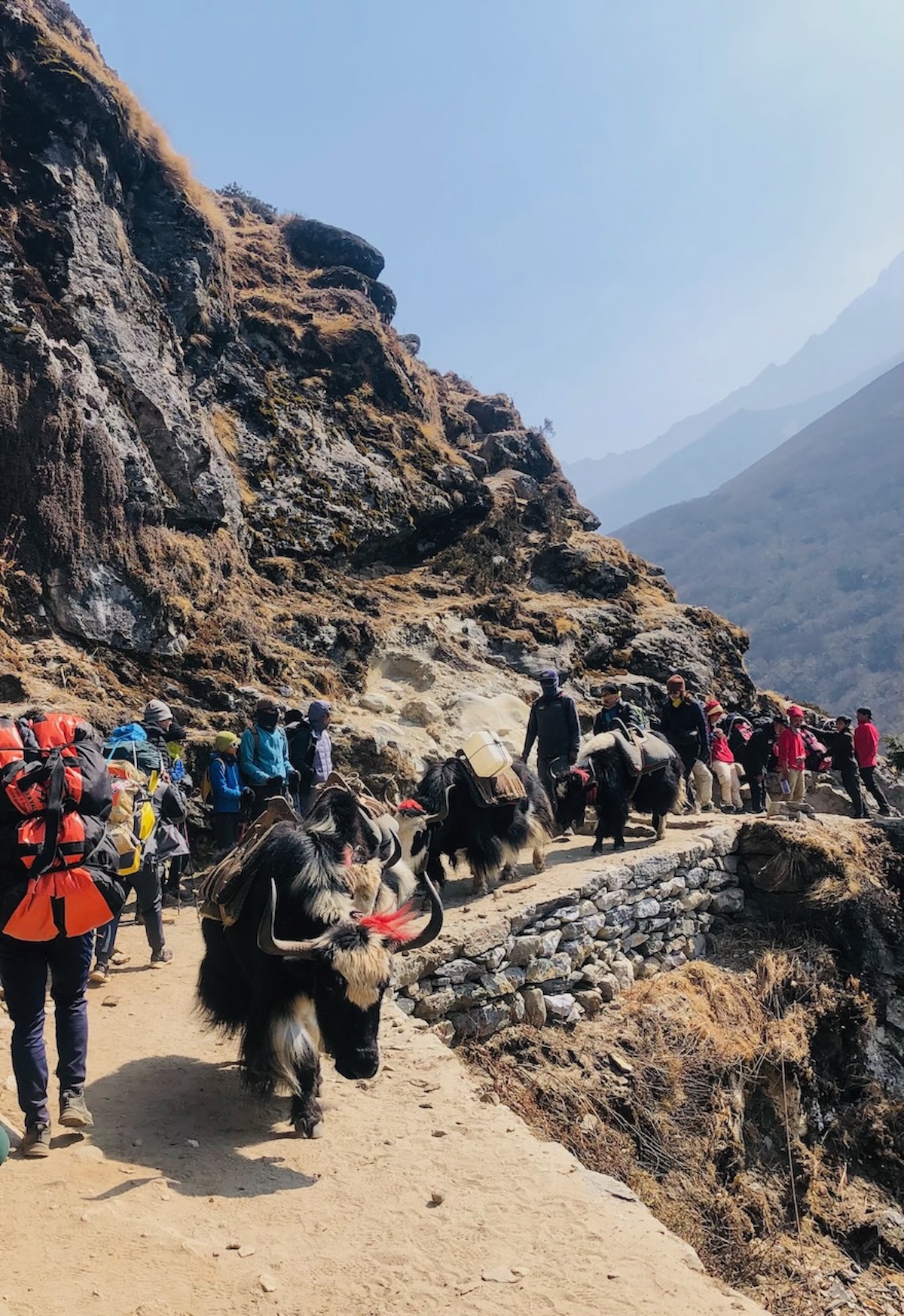 Yaks on the way to Everest Base Camp Trek, before Dingboche